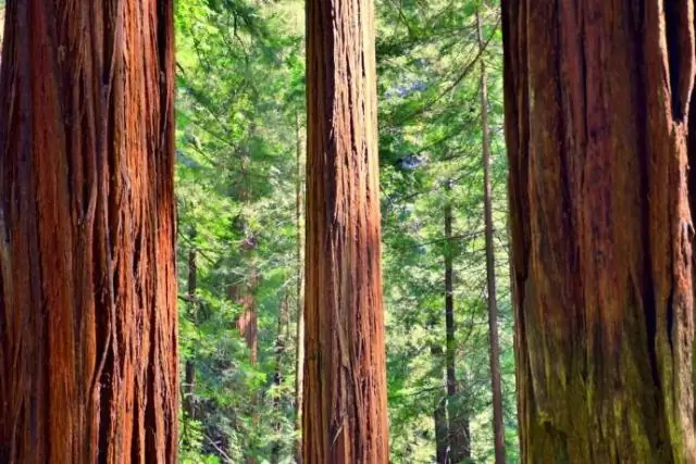 Какие деревья растут на Аллее гигантов?