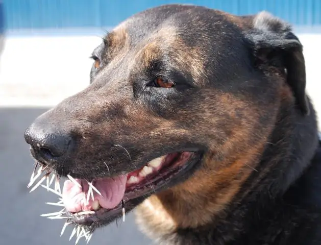 Насколько плохо укус медузы с львиной гривой?