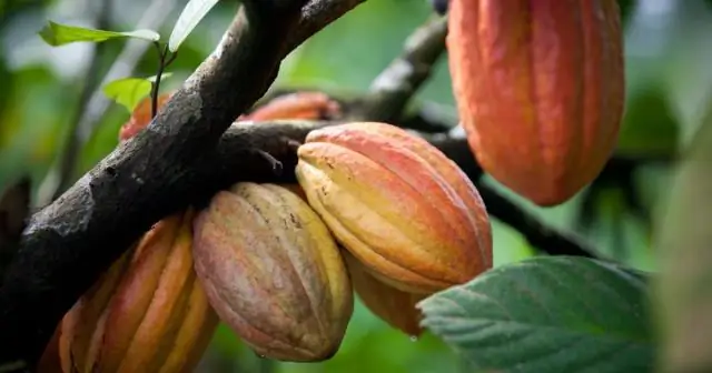 Откуда акадианцы?