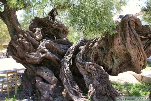 Сколько лет древним секвойям?