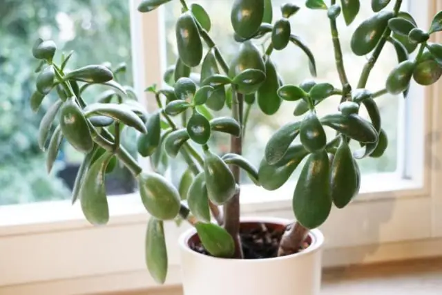 Что они делают, чтобы спасти галапагосского пингвина?