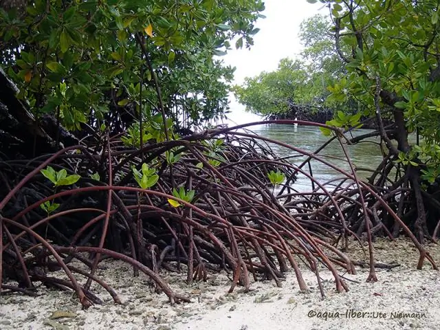 Незаконно ли брать семена мангровых деревьев?