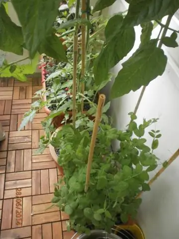 Как вам Trellis сахарный горошек?