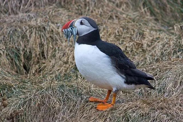 Какие животные живут в Исландии?