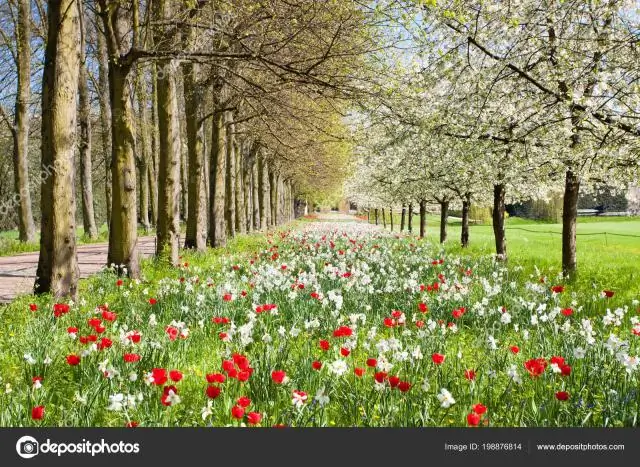 Цветут ли восковые мирты?