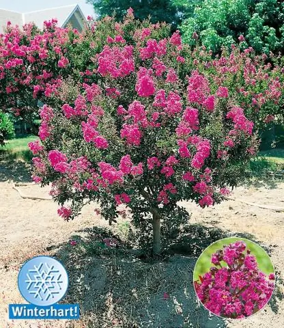 Будет ли креп-мирт расти в Канзасе?