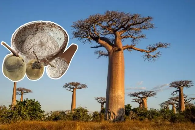 Как называется плод баобаба?