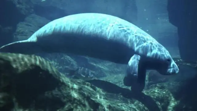 Где находится Королевство Конго?