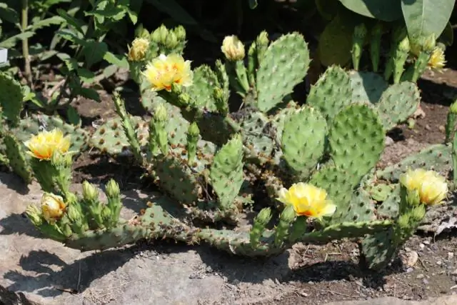 Какие растения есть в Канаде?