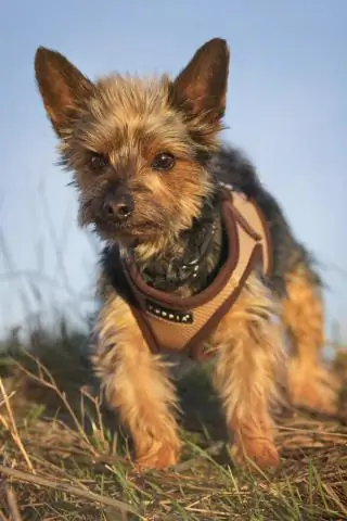 Кто был посредником при покупке Луизианы?