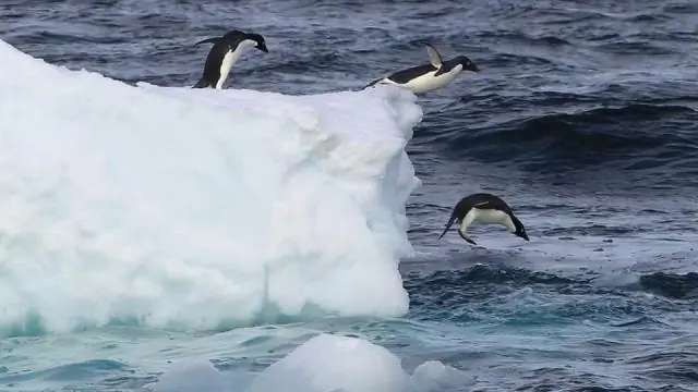 Что делается для защиты пингвинов?