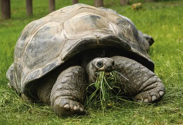 Откуда пришли индейцы майя?