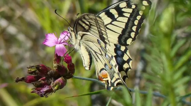 Как Минерва меняется во «Времени бабочек»?
