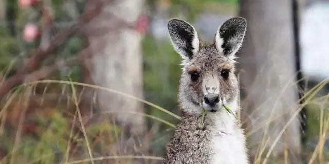 Может ли кенгуру убить человека?