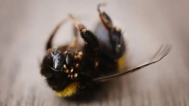 Почему у меня умирают лапы кенгуру?