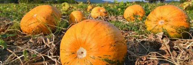 Как вы собираете урожай тыкв?