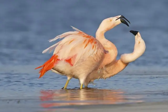 Есть ли в Европе фламинго?