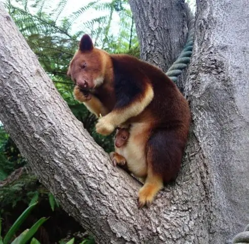 С чем связаны древесные кенгуру?