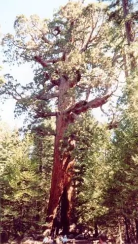 Будет ли расти красное дерево в Луизиане?