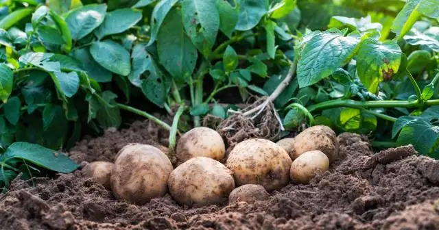 Картофельный гипотоник?