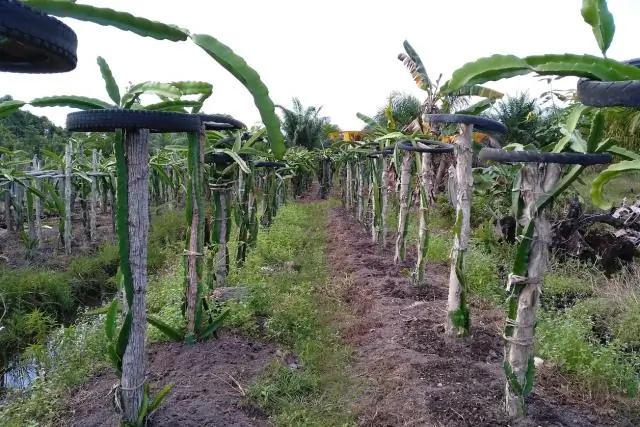 Какие виды растений и растений растут на Огненной Земле?