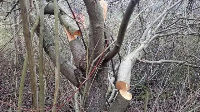 Могут ли гамаки повредить деревья?