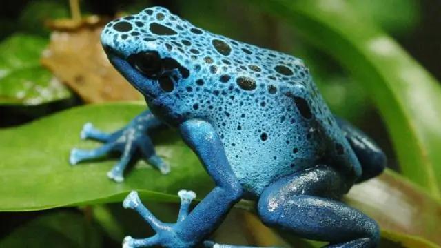 Есть ли в тропическом лесу реки?