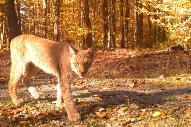 Сколько всего медведей заботы?