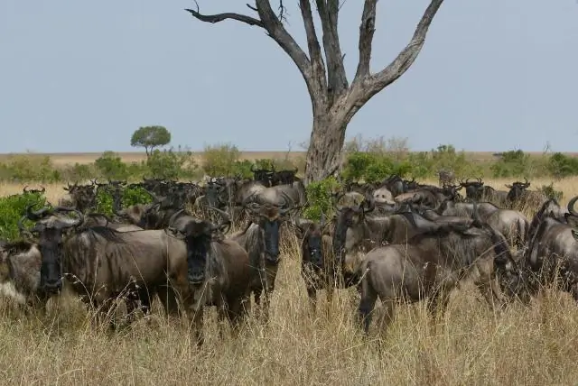 Как образовалась равнина Серенгети?