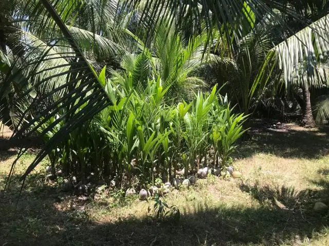 Могут ли кокосовые пальмы расти в Калифорнии?