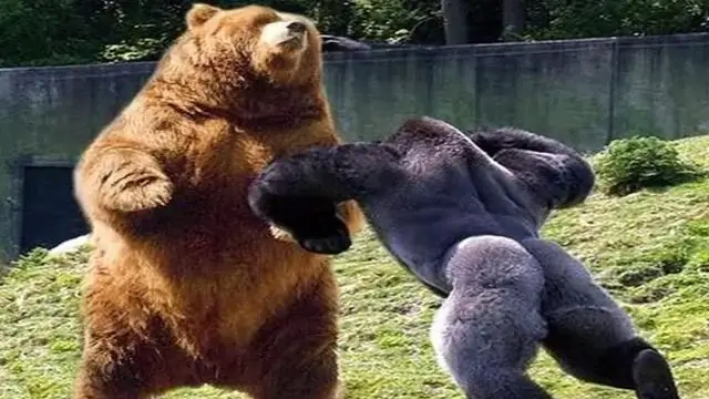 Медвежонок поднялся на гору?