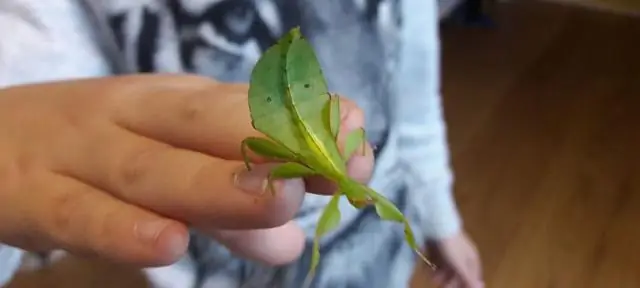 Как мне начать ужасное?