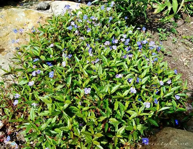 Что означает золотая звезда на моей лицензии в Джорджии?