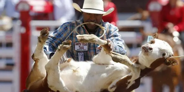 Насколько велик Техас забавные факты?