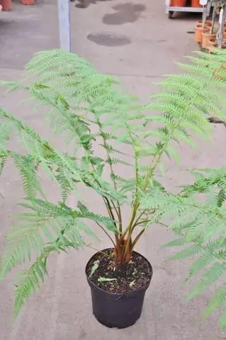 Что означает папоротник в Новой Зеландии?