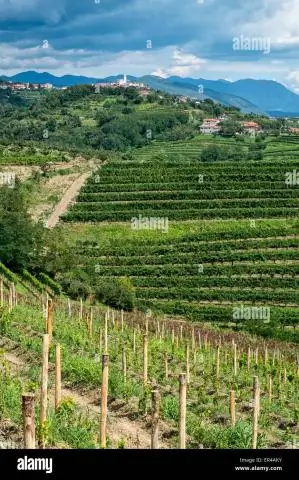 В каком регионе производится больше всего вина в Бразилии?