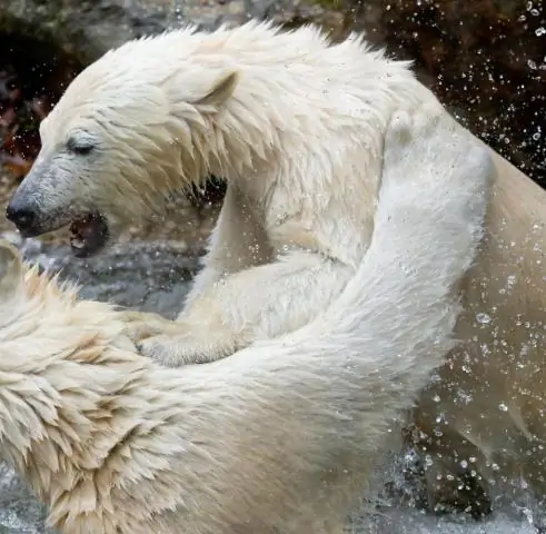 Как медведи гризли превратились в белых медведей?