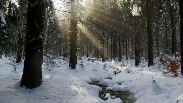 Идет ли снег в Нью-Мексико в январе?