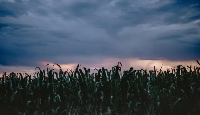 Какими видами спорта занимались майя?