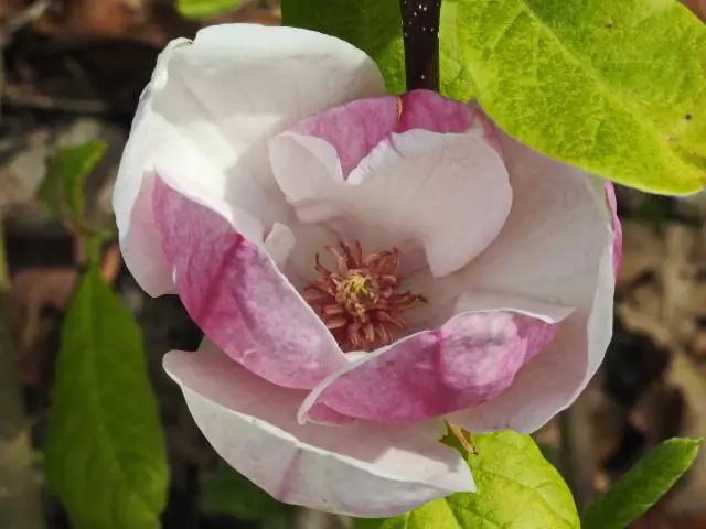 Дикие ли деревья магнолии?