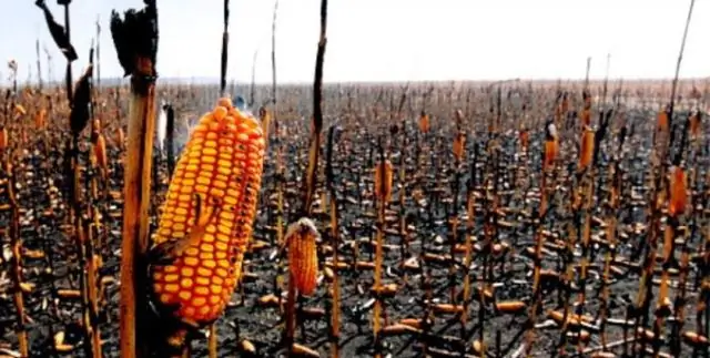 Почему Средний Запад называют Хартлендом?