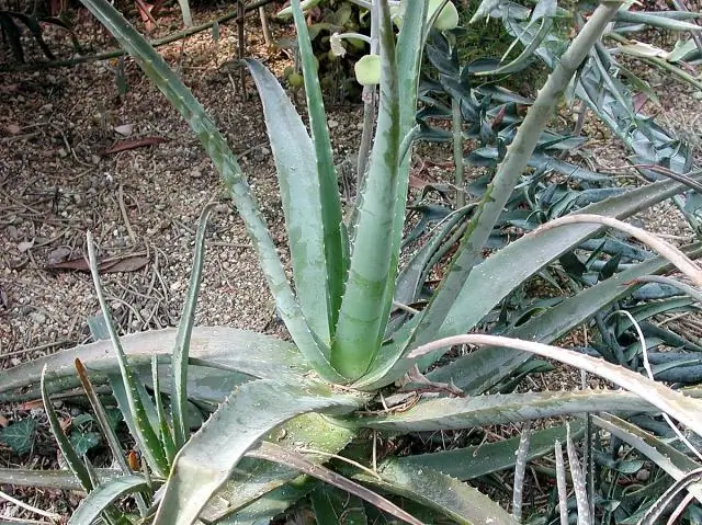 Есть ли в Пуэрто-Рико конгрессмен?