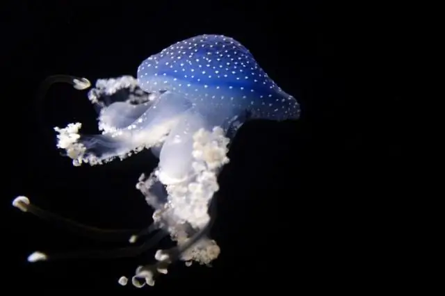 Что вообще такое медузы?