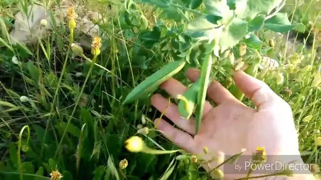 Почему важен древесный кенгуру?