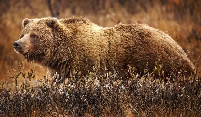 Чем похожи медведи гризли и белые медведи?
