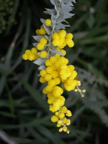 Какое растение наиболее распространено в Австралии?