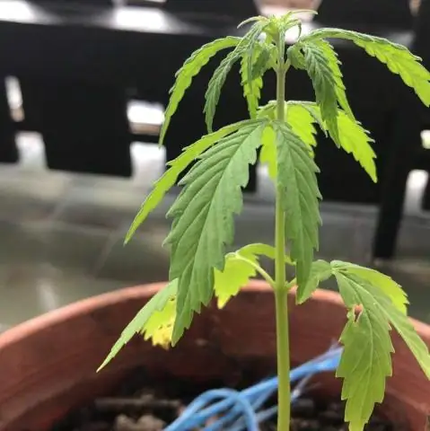 Панама - мужское или женское начало?