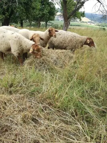 Какого цвета овца Рамбуйе?