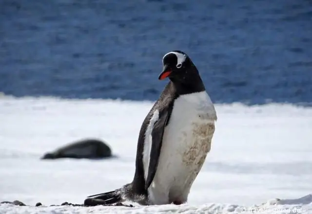 Где проживает племя динка?