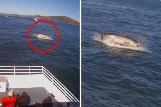 Есть ли акулы возле Алькатраса?